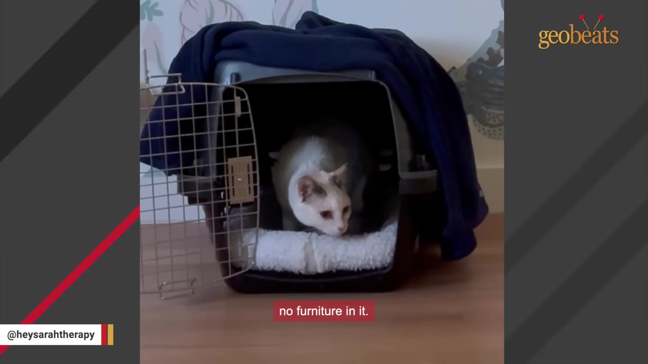 A light-colored cat sits inside an open pet carrier on a wooden floor in an empty room.