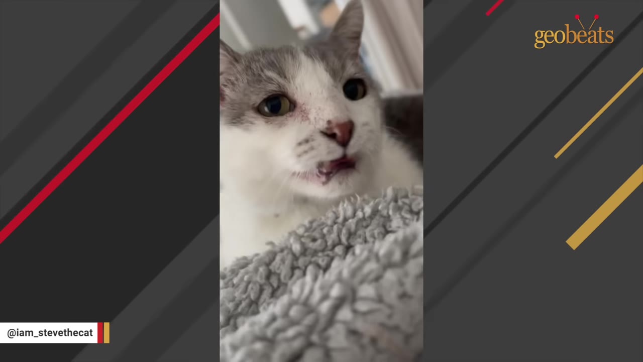 A close-up shot of a grey and white cat looking up while resting on a soft, textured grey blanket.