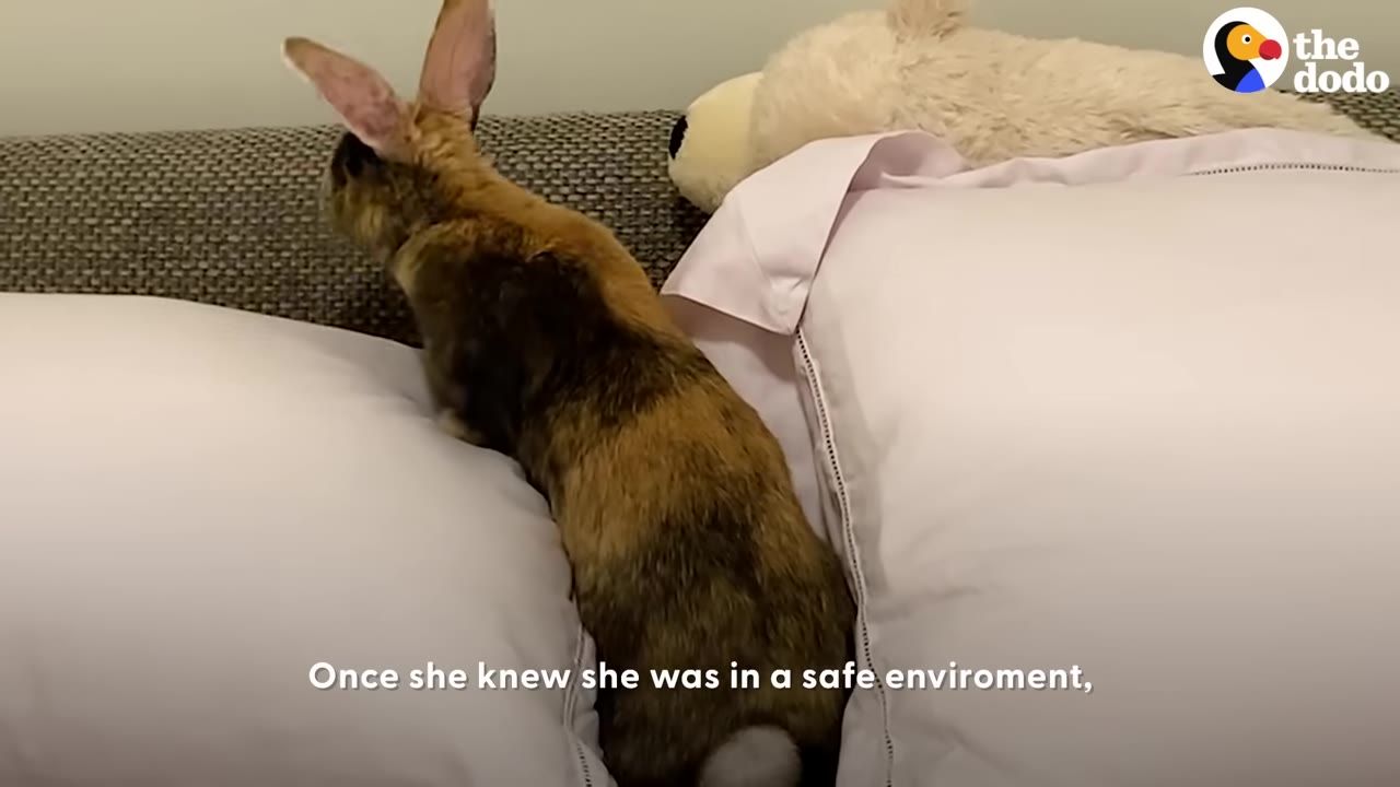 A brown and black rabbit explores a cozy bed with white pillows and a stuffed animal.