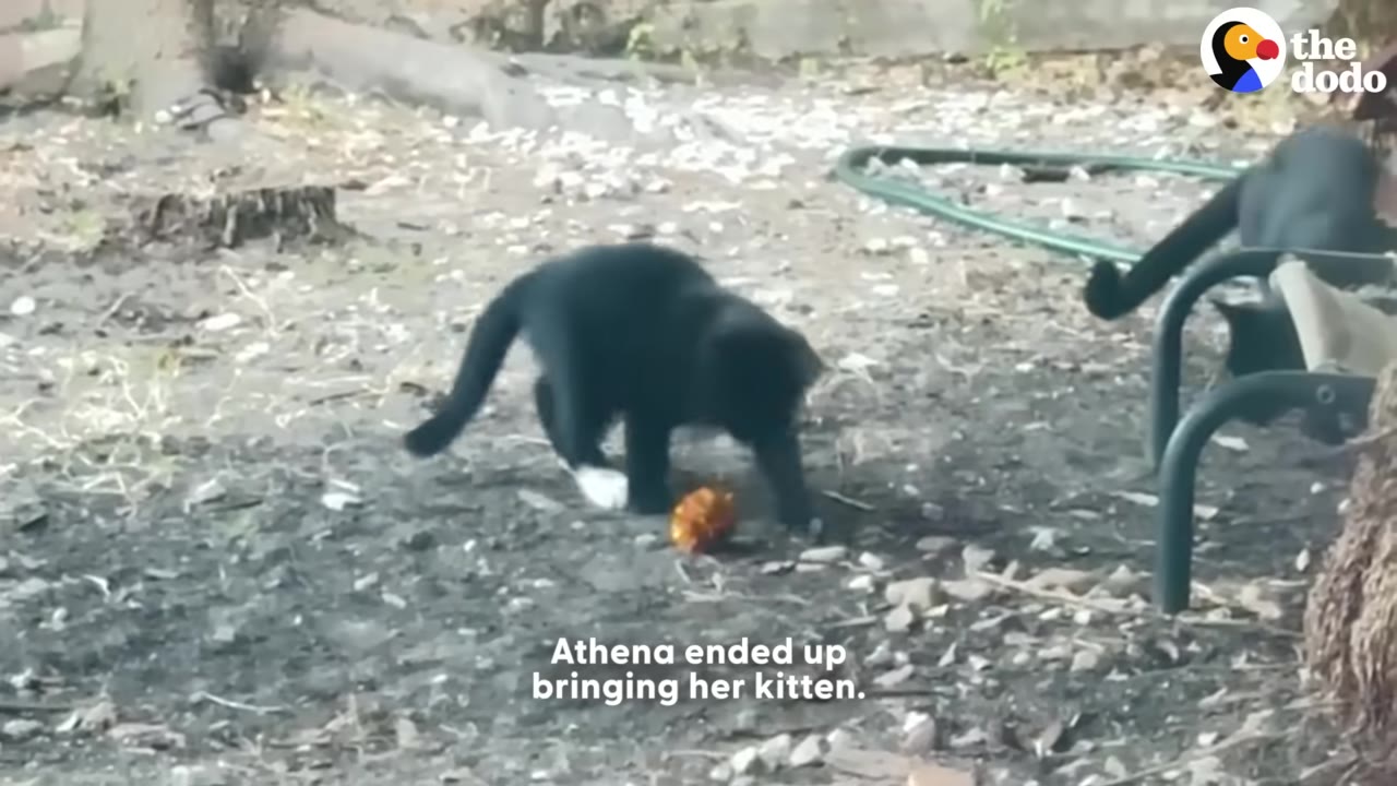 A black kitten plays with a toy on the ground in a dirt yard, while another black cat is partially visible nearby.