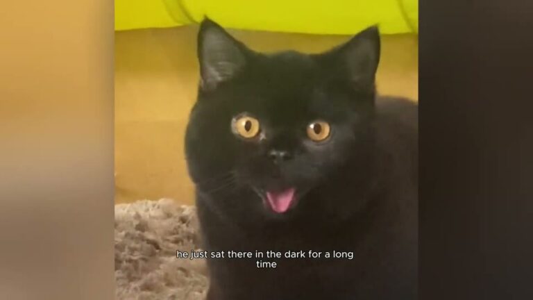 Ohio Man Refused To Get A Cat For Five Years, Until One Small Shadow Melted His Heart