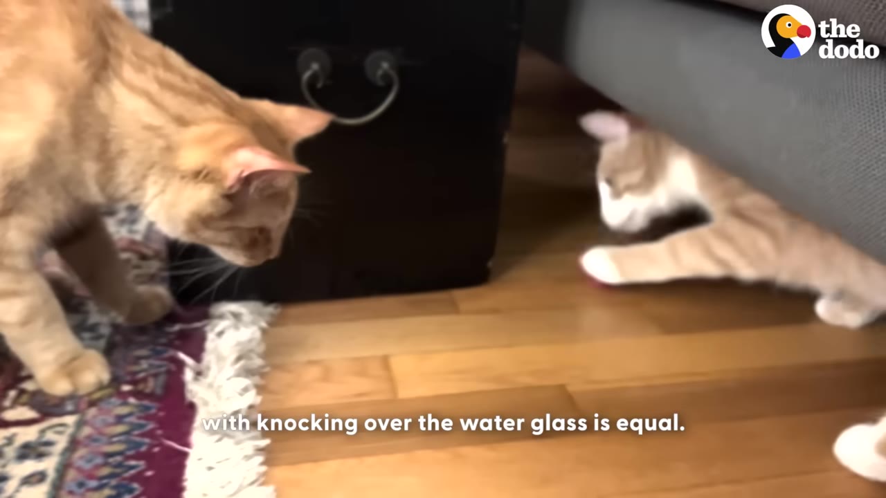An orange cat stands on a rug looking down while another orange and white cat reaches out from underneath a grey sofa on a wooden floor.