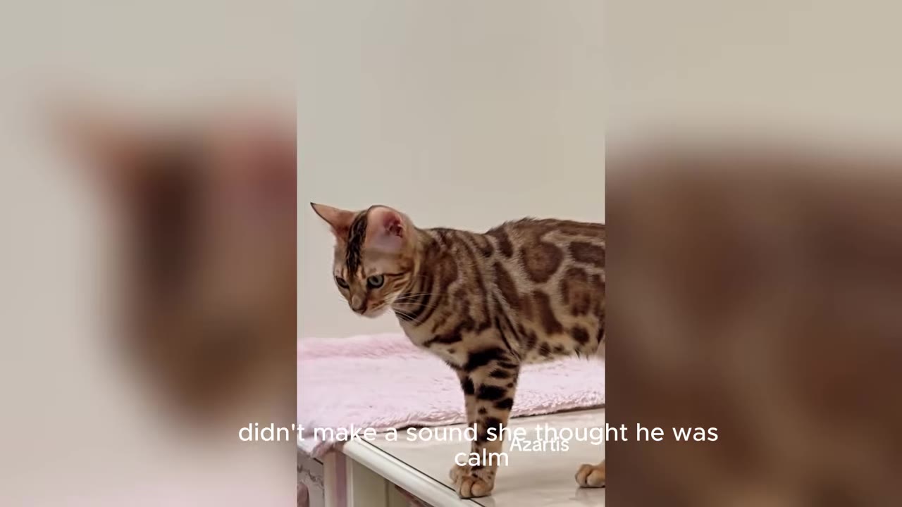 A spotted Savannah kitten stands on a white surface with a pink blanket in the background.