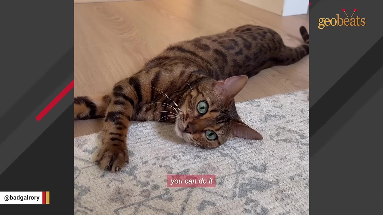 A Bengal cat with striking green eyes lies on its side on a wooden floor and a patterned rug, looking directly at the camera.