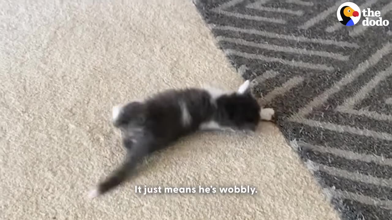 A small grey and white kitten lies on its side on a beige carpet next to a patterned rug, with the subtitle 'It just means he's wobbly' visible at the bottom.