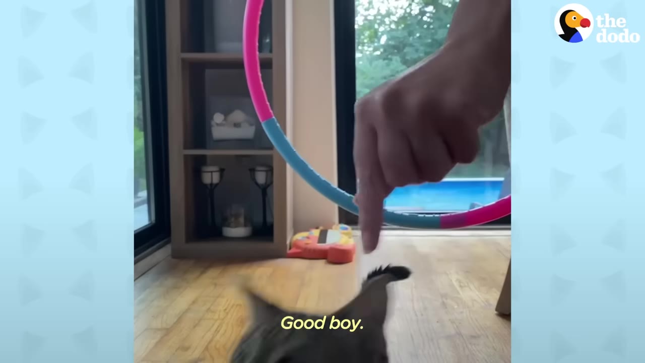 A close-up shot of a person's hand pointing down towards a cat's ears, with a colorful hula hoop held in the background.