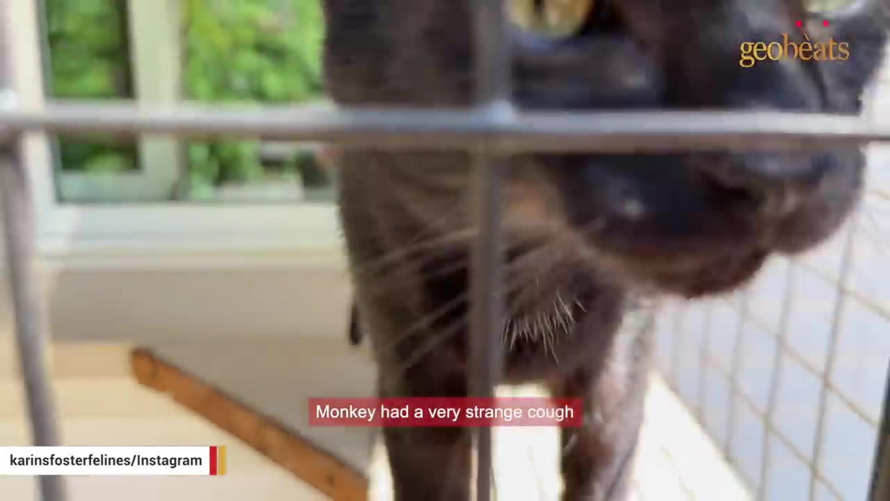 A close-up of a black cat behind a wire gate with text overlay reading 'Monkey had a very strange cough'.