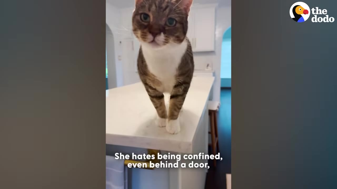 A brown and white tabby cat stands on a white kitchen countertop, looking directly at the camera.
