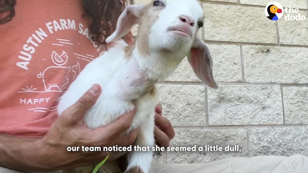 A small white and tan goat named Toast is held in a person's hands, looking slightly lethargic against a stone wall background.