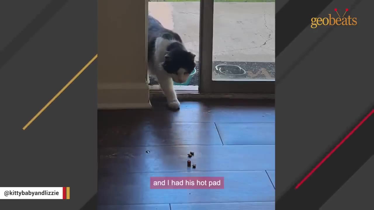 A black and white cat walks indoors through a sliding glass door onto a dark wood floor.