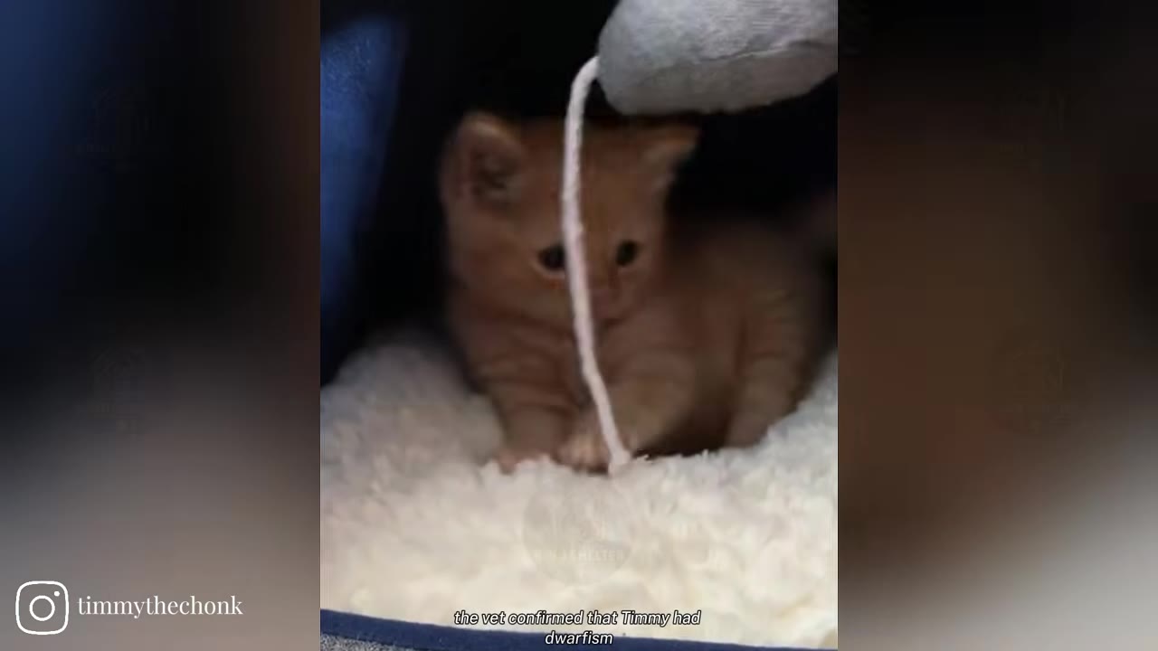 A small orange kitten sits on a white fluffy bed inside a pet carrier, looking at a hanging toy string with text overlay reading 'the vet confirmed that Timmy had dwarfism'.