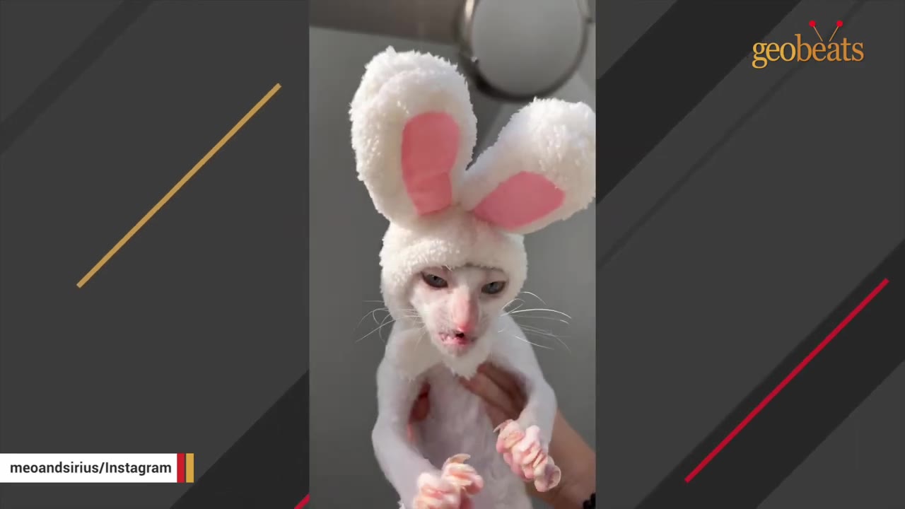A white Cornish Rex cat wearing a plush white and pink bunny ear headband looks directly at the camera.
