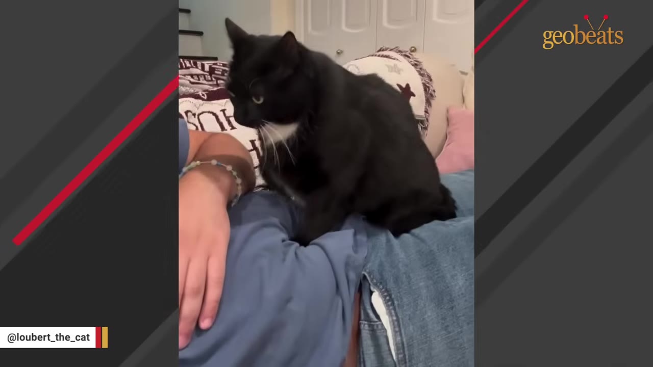 A black cat with a white chest sits on the lap of a person wearing blue jeans and a blue shirt.