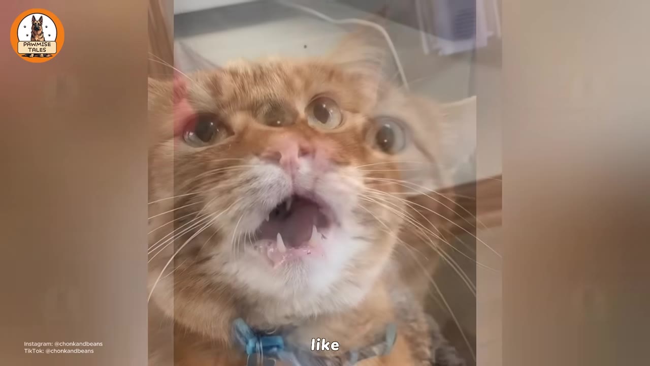 A close-up of an orange tabby cat with its mouth wide open as if meowing loudly, with a slight double-exposure effect showing its face.