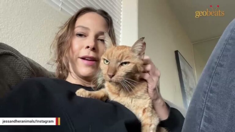 LA Senior Cat Left Behind In A Room Full Of Kittens Gets The Beautiful Final Chapter He Deserved