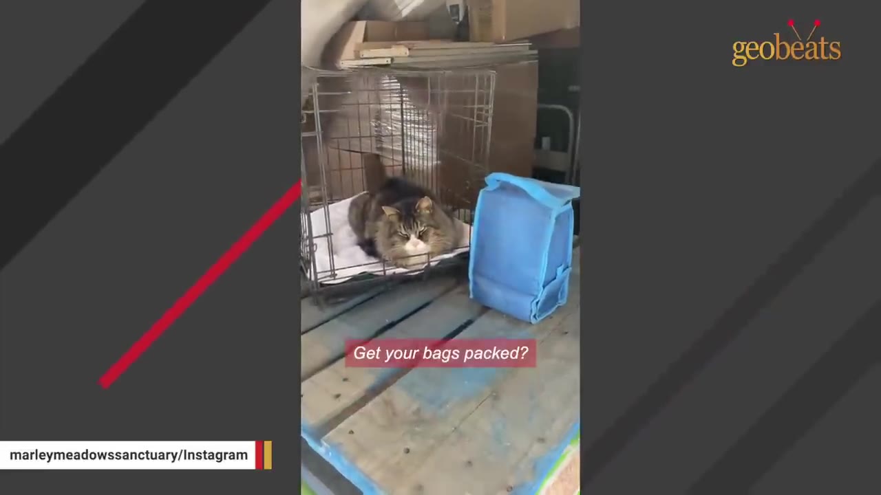 A fluffy long-haired cat lying down comfortably on a white cushion inside an open wire pet crate.