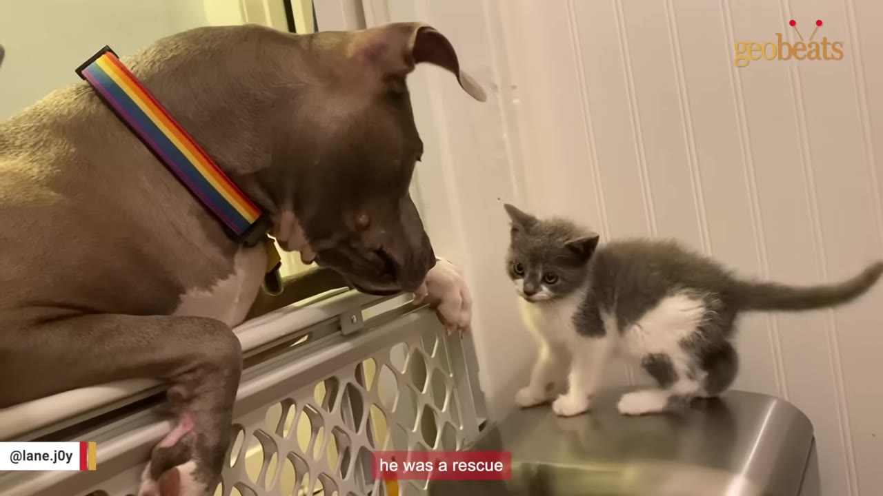 A grey and white pit bull dog wearing a rainbow collar looks over a plastic pet gate at a small grey and white kitten standing on a metal bin.