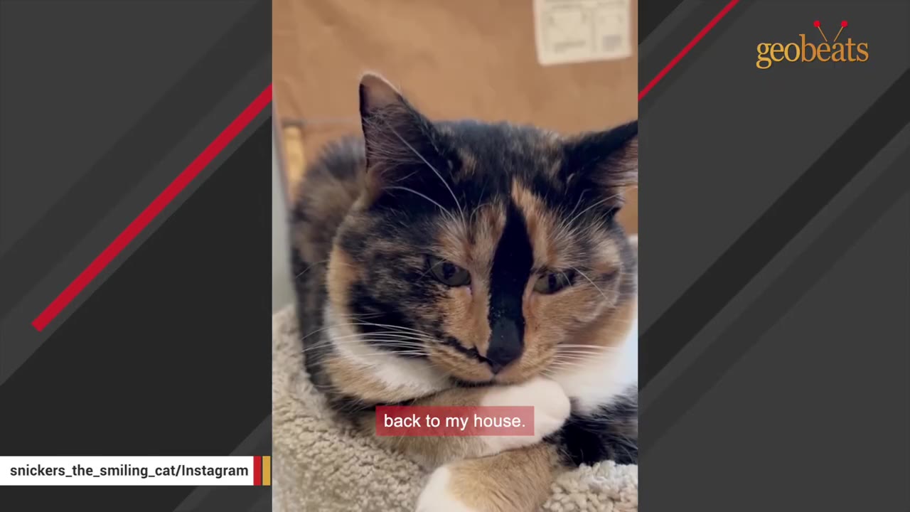 A close-up shot of a calico cat resting on a soft cat tree, looking down thoughtfully.