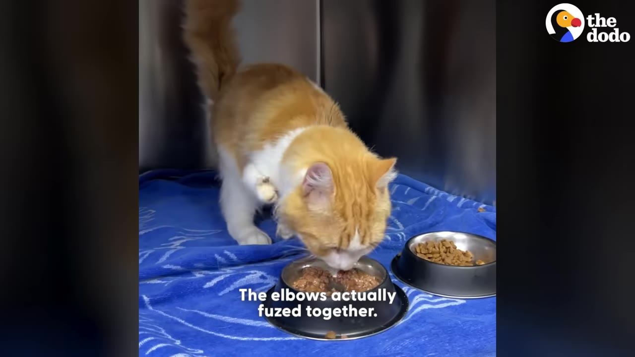 An orange and white cat eating from a bowl on a blue blanket, with text overlay reading 'The elbows actually fuzed together.'