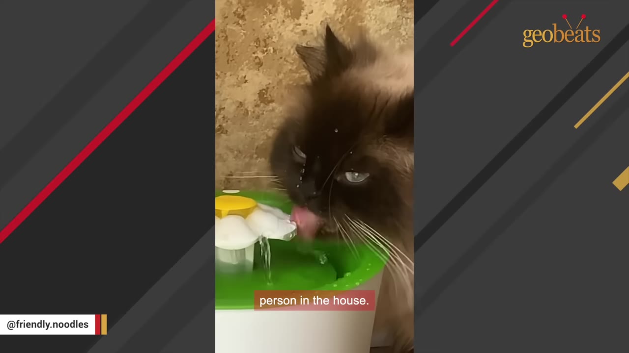 A fluffy, dark-faced cat licks water from a green and white flower-shaped pet fountain.