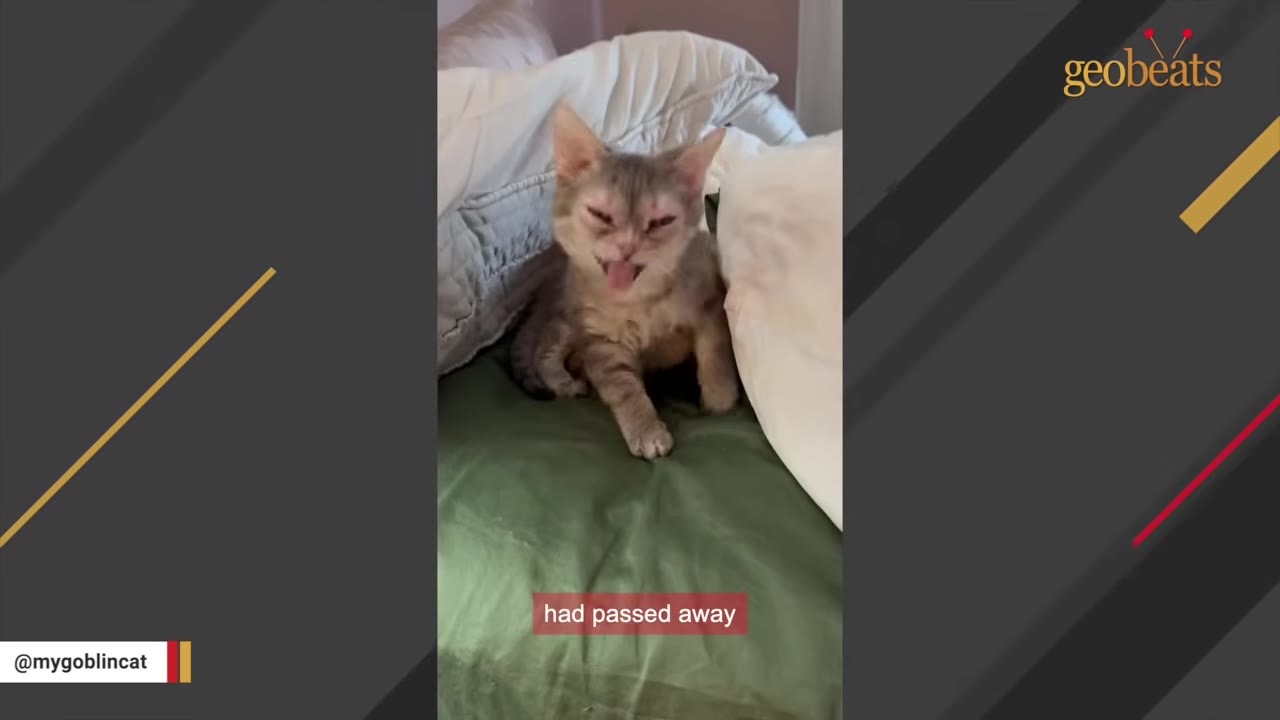 A small, unique-looking grey kitten with squinted eyes and its tongue sticking out sits on a green bed surrounded by pillows.