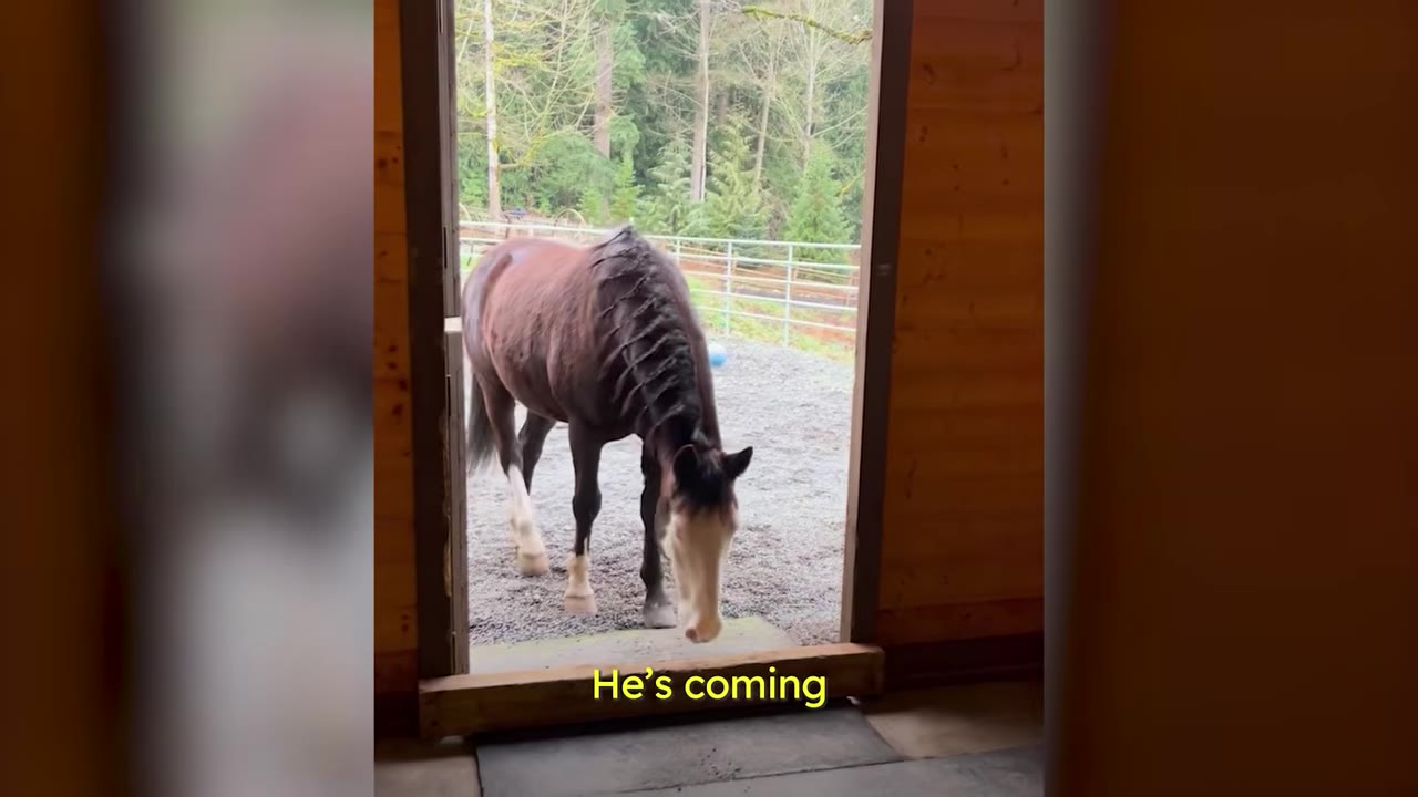 A dark brown horse with a white face stands outside a wooden doorway, looking down at the ground.