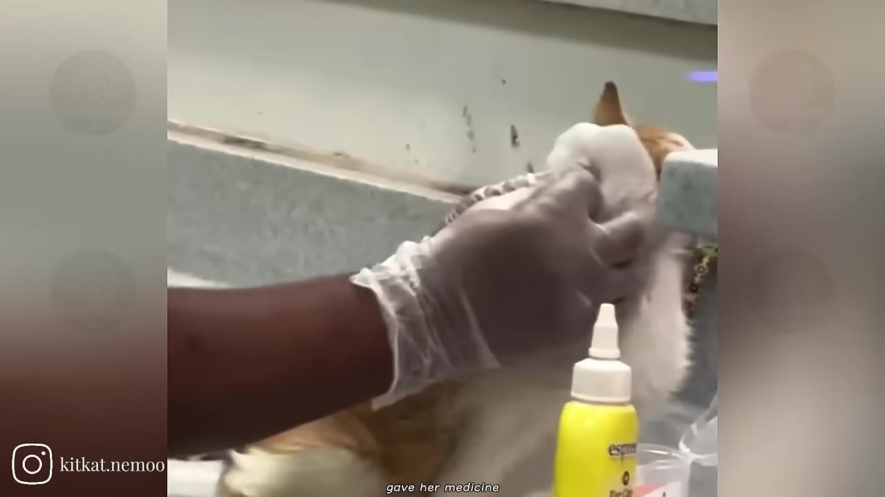 A close-up of a veterinary professional wearing a clear plastic glove administering medicine to an orange and white kitten.