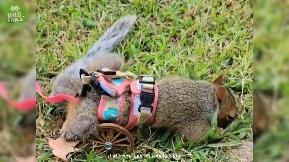 Video frame for Acorns, Hazelnuts, and a New Routine