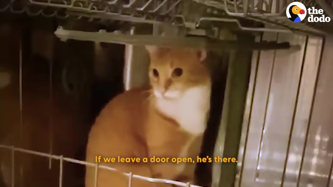 An orange and white cat sitting inside the wire rack of an open dishwasher, looking out attentively.