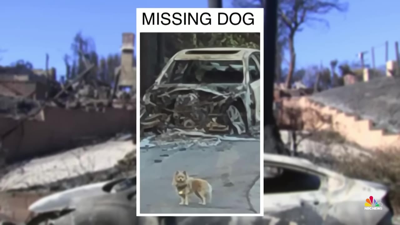 A graphic overlay of a missing dog poster showing a small fluffy dog standing in front of a burnt-out car, set against a background of a fire-damaged neighborhood.