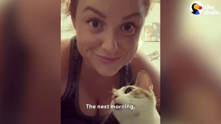 Tennessee Cat Rushed Indoors Just In Time Leaves Her Rescuer Completely Stunned The Next Morning