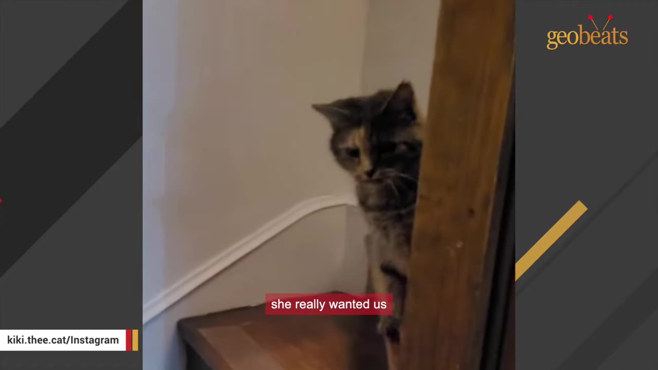 A calico cat peeks out from behind a wooden banister on a staircase, looking towards the camera.