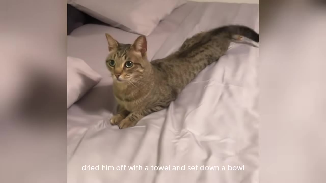 A brown tabby cat lying on a white bed sheet, looking alert and slightly tense.