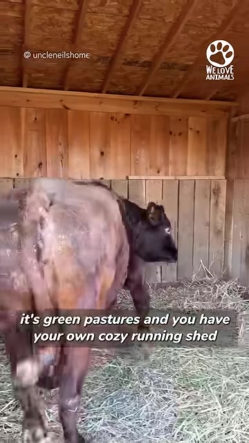 A brown cow stands inside a wooden running shed filled with hay, looking around.