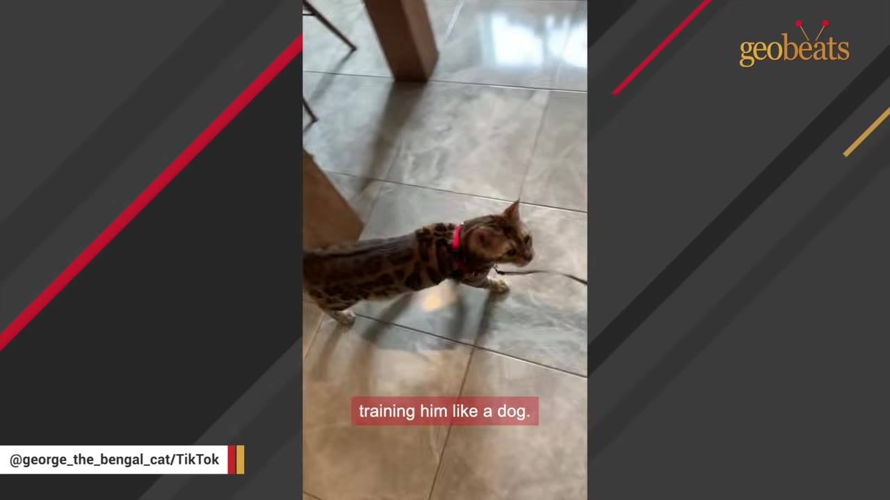 A Bengal cat wearing a red harness and leash walks across a tiled floor indoors.