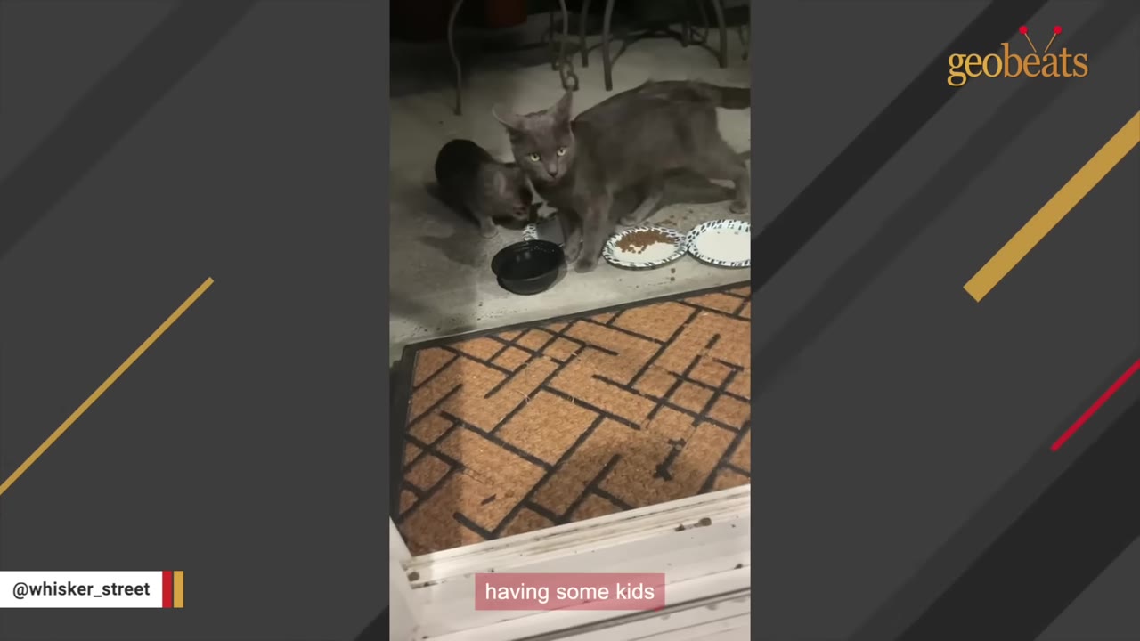 A grey cat standing on a patio next to food bowls, with a smaller grey kitten behind it.