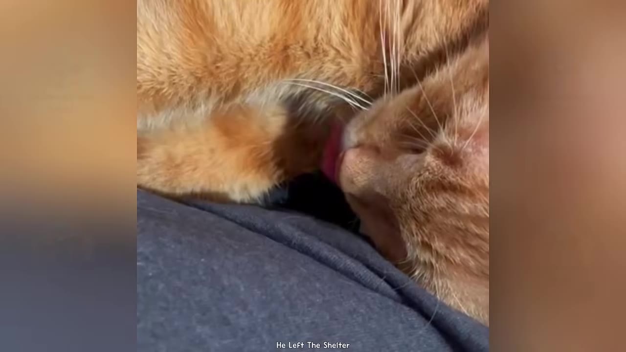A close-up shot of an orange cat licking another cat's fur while resting on a person's lap.