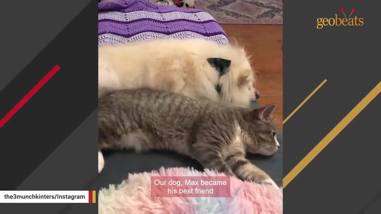 A fluffy white dog and a grey tabby cat lie side-by-side on a couch.