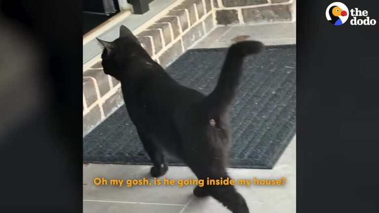 Stray Cat Shows Up At Stranger’s Driveway In Texas, Then Makes A Life-Changing Decision