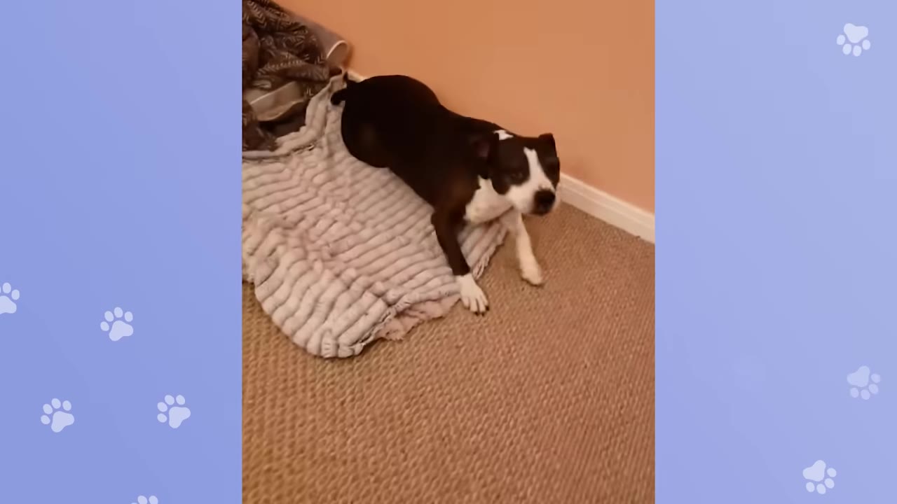 A black and white dog lying on a striped blanket on a carpeted floor next to a wall.