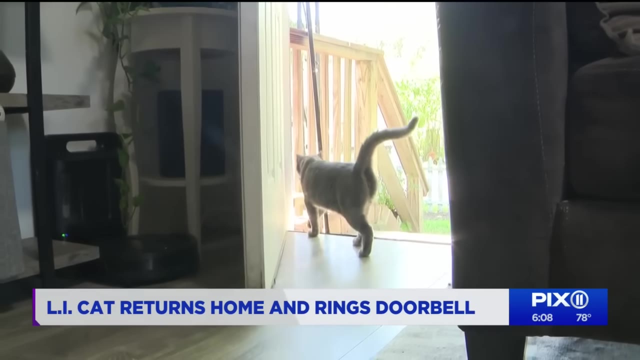 A grey cat walks out of an open doorway of a house onto a wooden deck.