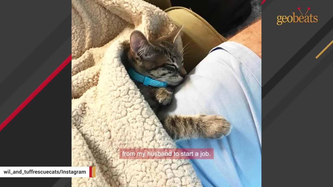 A small tabby kitten wearing a blue collar sleeps soundly, tucked under a fluffy beige blanket on a person's lap.