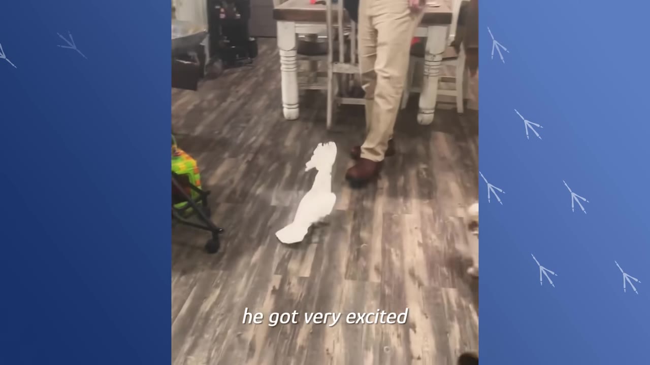 A white cockatoo with its crest raised walks on a wooden floor near a person's legs, with the text 'he got very excited' displayed.