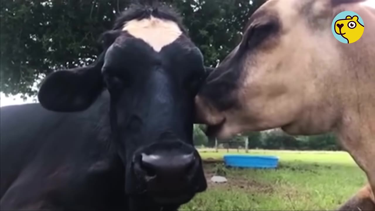 A close-up shot of a black cow with a white patch on its forehead standing next to a light brown cow in a grassy field.