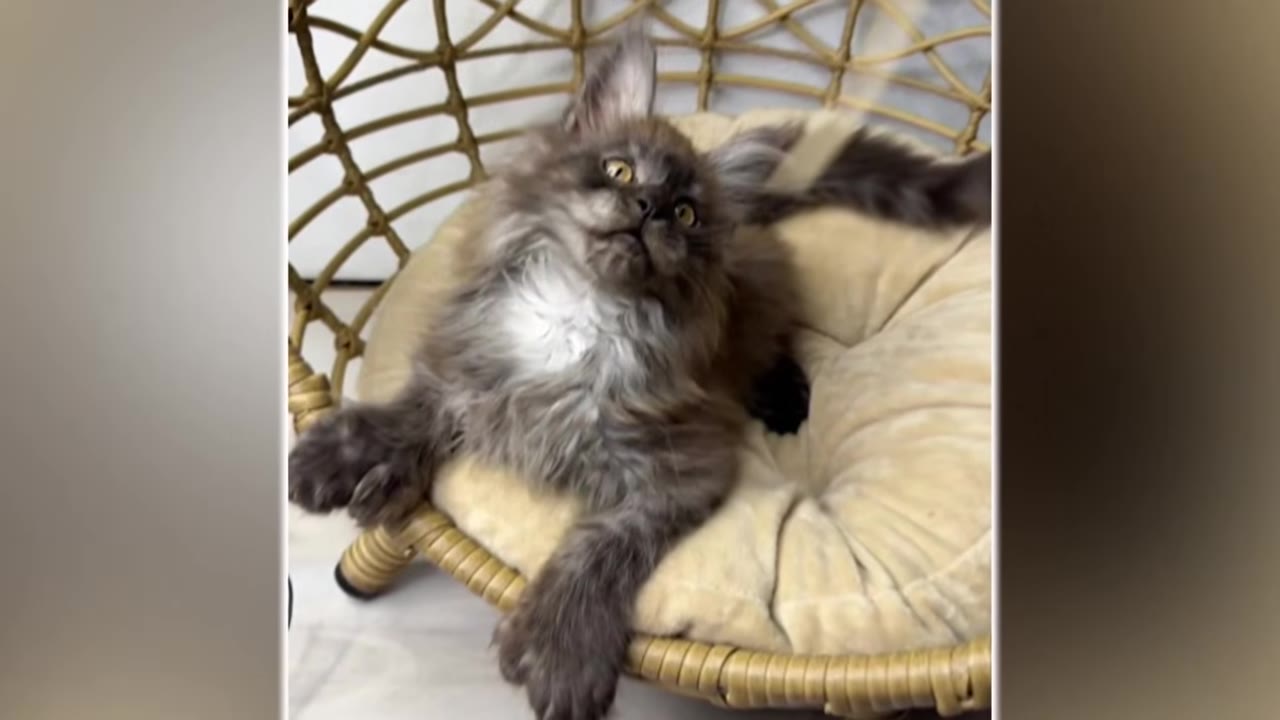 A fluffy grey Maine Coon kitten with extra toes on its paws lies in a small wicker chair with a beige cushion.