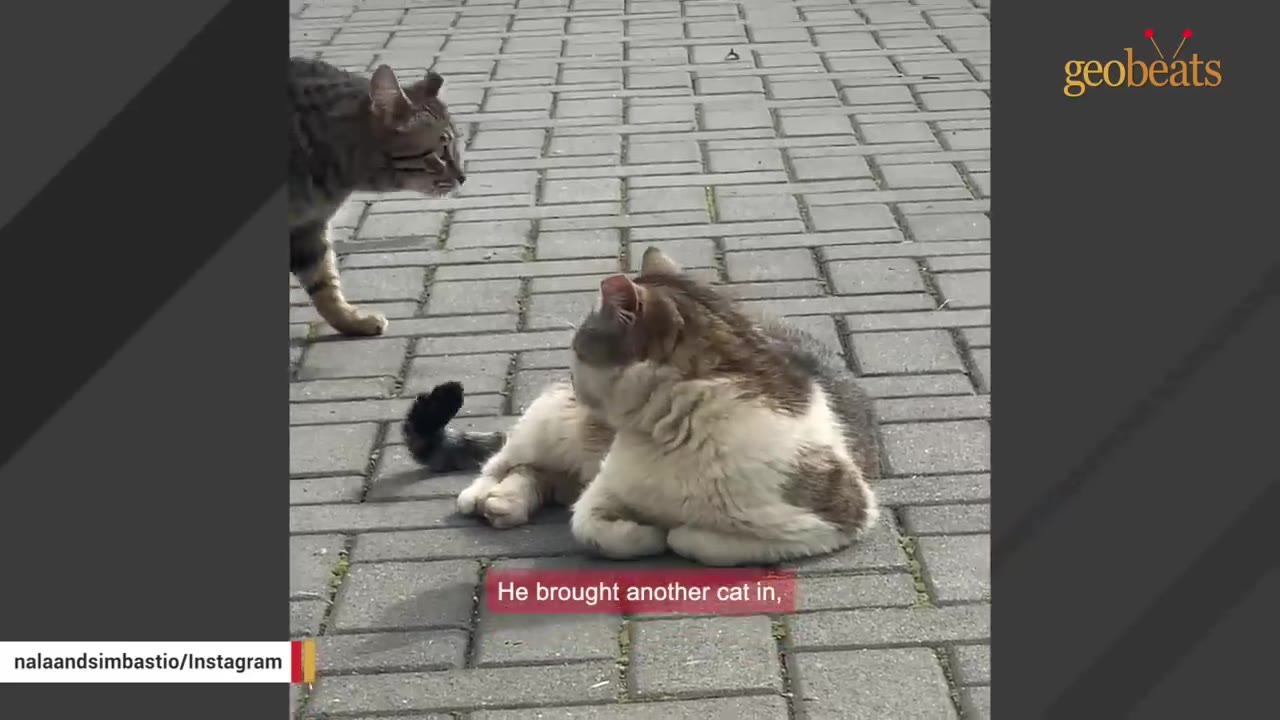 A tabby cat walks towards a white and grey cat lying on a paved driveway.