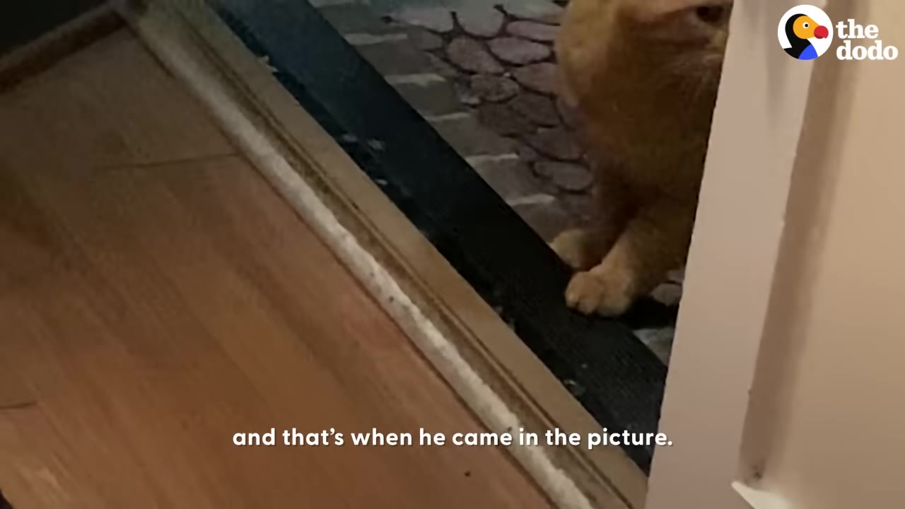 An orange cat stands at an open doorway, looking inside a house.