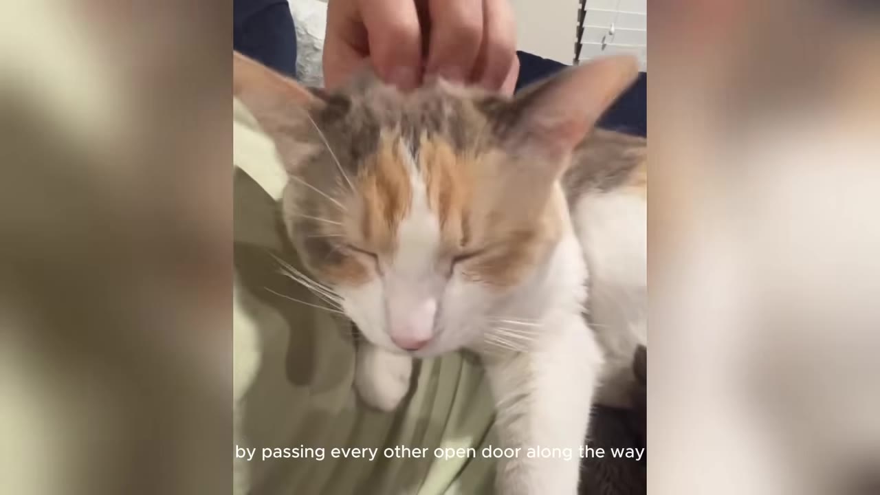 A calico cat resting on a person's lap while being petted on the head.