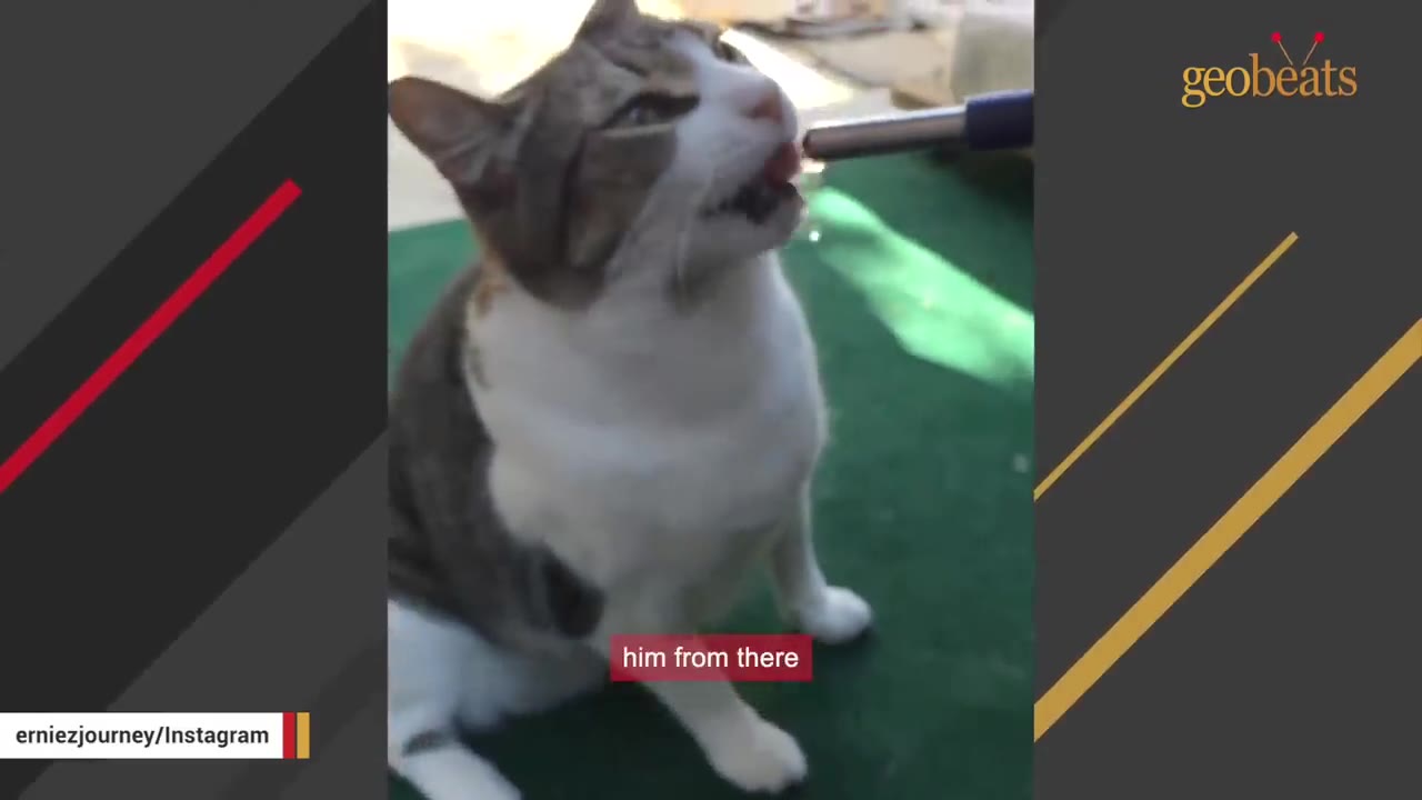 A brown and white cat licking water from a metal pipe outdoors.