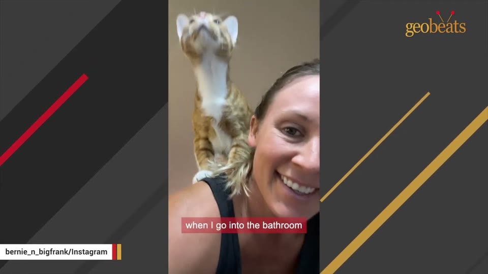 Video frame for Classic Orange Cat Energy